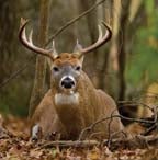 Hunting a monster buck like this in Alabama will cost a bit more in September.
