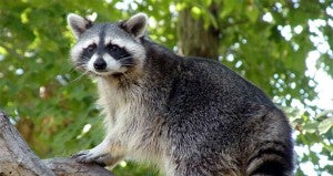 A raccoon in Flomaton tested positive for rabies.