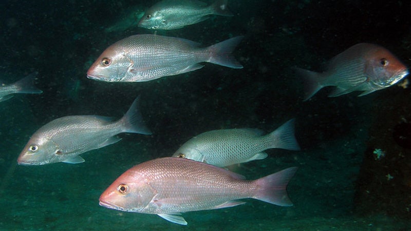 Extended 39-day Gulf red snapper fishing starts this weekend - The Brewton  Standard